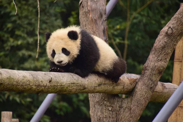 Filhote Panda Gigante Rasteja Cautelosamente Uma Viga Uma Base Centro — Fotografia de Stock