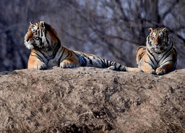 Yağ Siberian Kaplanlar Shenyang Şehir Shenyang Tiger Park Kuzeydoğu Çin — Stok fotoğraf