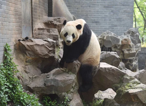 Giant Panda Shuang Hao Plays Its Enclosure Hangzhou Zoo Hangzhou — Stock Photo, Image