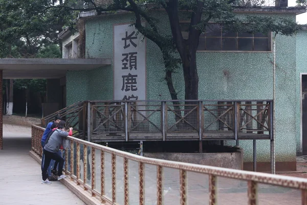 中国南西部雲南省昆明市の昆明動物園で2本の木の枝に挟まれた後 首の重傷を負って死亡した死んだ雄キリン ヘロンの遺体を見る人々 2018年4月16日 — ストック写真