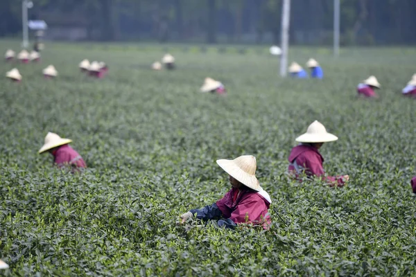 Chinese Boeren Oogsten West Lake Longjing Thee Bladeren Produceren Mingqian — Stockfoto