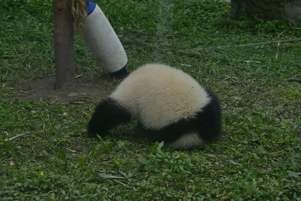 Petit Panda Géant Tombe Tête Baissée Arbre Base Centre Chinois — Photo