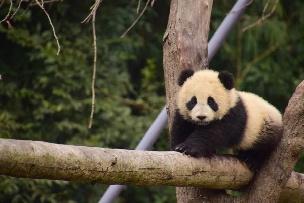Giant Panda Cub Kryper Försiktigt Balk Bas Kina Bevarande Och — Stockfoto