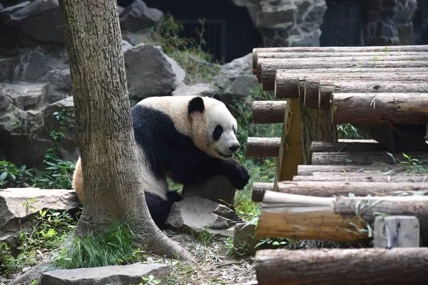 Panda Velká Shuang Hao Hraje Jeho Skříni Hangzhou Zoo Města — Stock fotografie