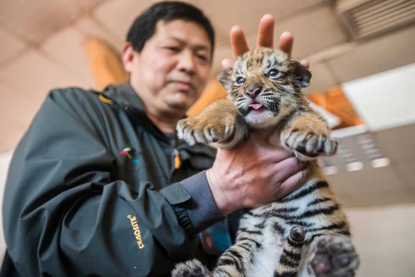 Uno Los Trillizos Recién Nacidos Del Tigre Del Sur China —  Fotos de Stock