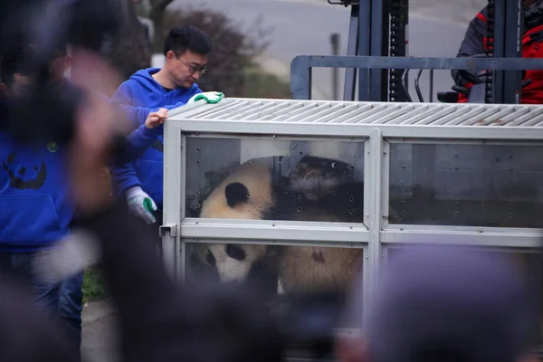Los Trabajadores Chinos Llevan Uno Los Dos Pandas Gigantes Jin — Foto de Stock