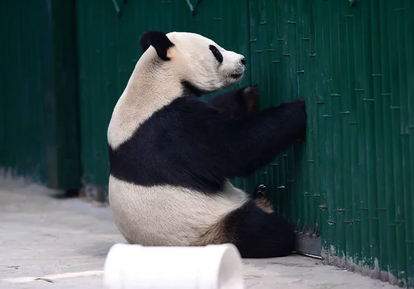 Giant Panda Jest Potwierdzone Być Mężczyzna Odgrywa Parku Leśnym Shenyang — Zdjęcie stockowe