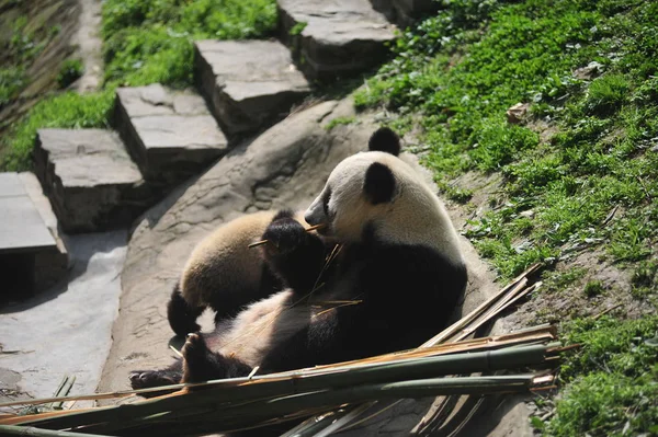 Cub Giant Panda Zegarki Jego Matka Jeść Pędy Bambusa Bazie — Zdjęcie stockowe