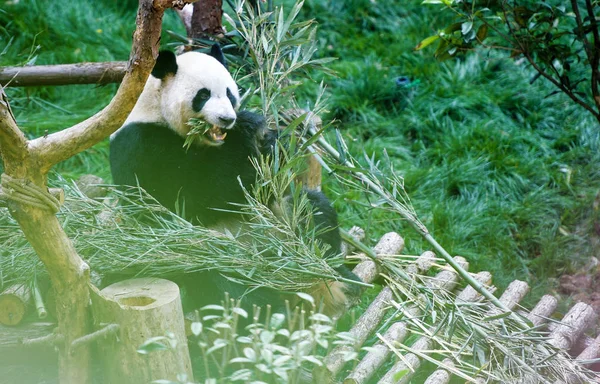 Japoński Giant Panda Haibang Zjada Bambusa Jego Obudowie Qianlingshan Park — Zdjęcie stockowe