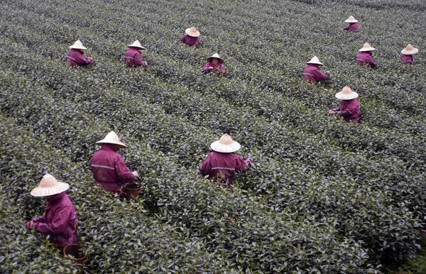Chinese Boeren Oogsten Longjing Thee Een Theeplantage Hangzhou Stad Oost — Stockfoto