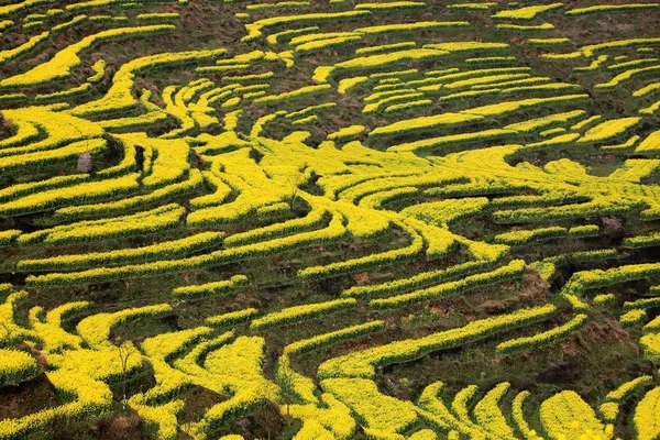 Aerial View Terraced Rapeseed Field Full Blossom Huangling Village Wuyuan — Stock Photo, Image