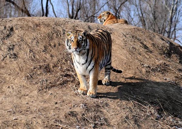 Des Gros Tigres Sibériens Sont Photographiés Dans Parc Des Tigres — Photo
