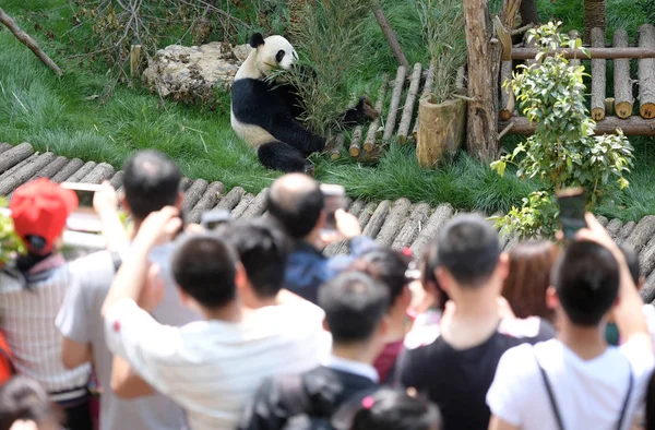 在中国西南贵州省贵阳市钱陵山公园的圈内 游客观看出生在日本的大熊猫 吃竹子 — 图库照片