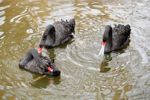 Черный Лебедь Кусает Пластиковый Пакет Рядом Другими Воде Парке Городе — стоковое фото