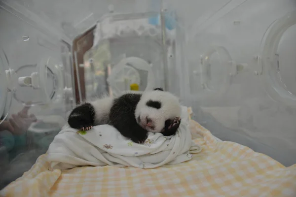 Bir Dev Panda Yavrusu Bir Kuluçka Çin Koruma Araştırma Merkezi — Stok fotoğraf