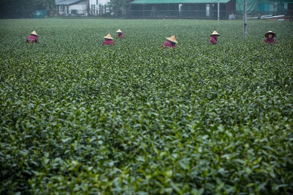 Chinese Boeren Oogsten Longjing Thee Een Thee Plantage Hangzhou City — Stockfoto