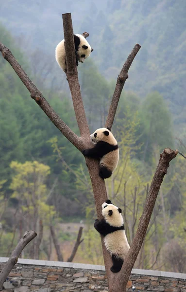 Giant Panda Ungar Klättra Ett Träd Wolong National Naturreservat Gengda — Stockfoto