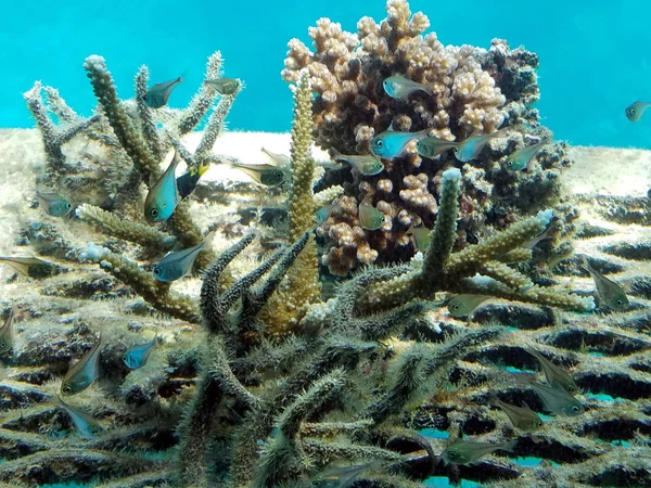 Paysage Grande Barrière Corail Large Des Côtes Queensland Australie 2018 — Photo