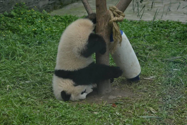 Filhote Panda Gigante Cai Cabeça Uma Árvore Uma Base Centro — Fotografia de Stock