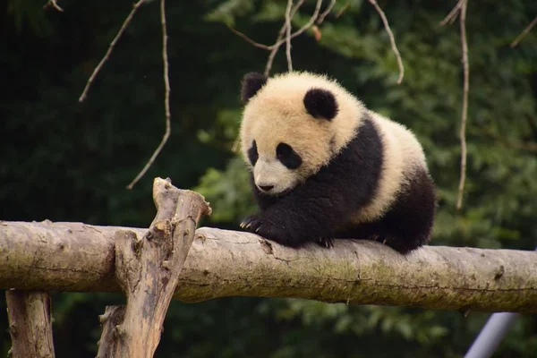 Giant Panda Cub Crawls Cautiously Beam Base China Conservation Research — Stock Photo, Image