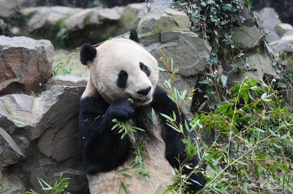 4岁的雄性大熊猫程九在中国东部浙江省杭州市杭州动物园吃竹子 — 图库照片