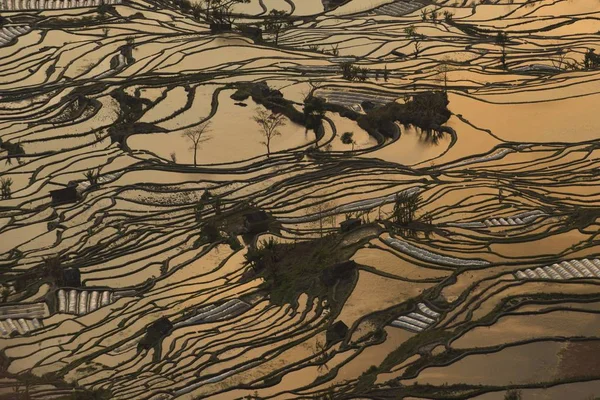 Krajobraz Tarasowych Pól Ryżowych Yuanyang Tarasy Ryżowe Rannej Mgle Powiecie — Zdjęcie stockowe