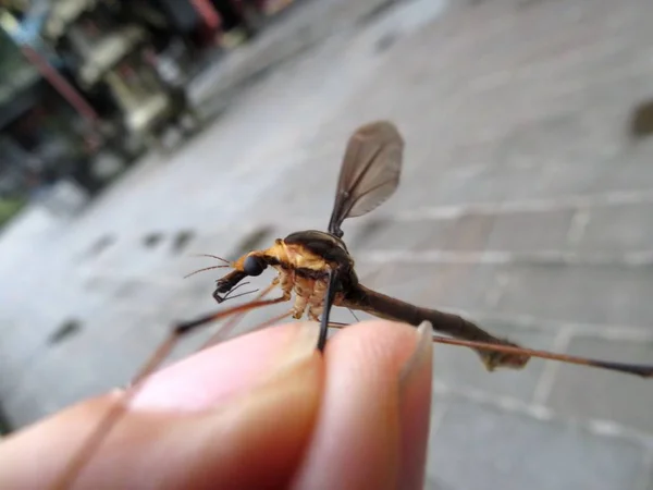 Auf Diesem Undatierten Foto Zeigt Ein Chinesischer Entomologe Die Riesenmücke — Stockfoto