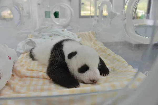 Cachorro Panda Gigante Representa Una Incubadora Una Base Del Centro — Foto de Stock