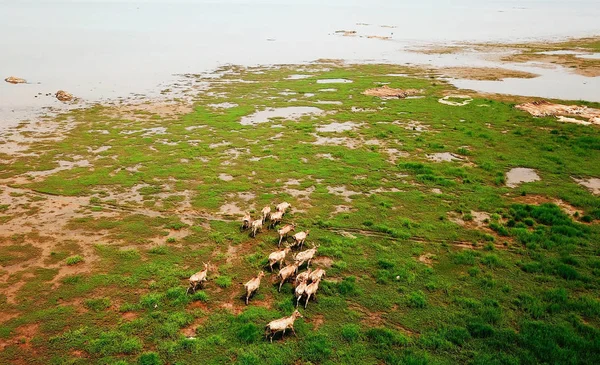 Una Vista Aérea Rebaño Ciervos Alces También Conocido Como Ciervo — Foto de Stock