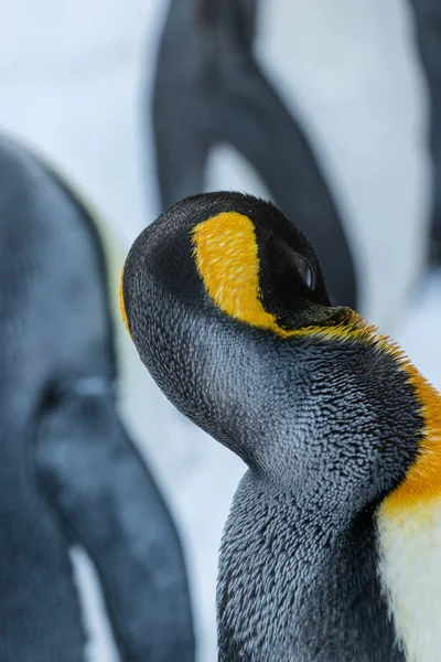 Pinguim Caminha Longo Uma Estrada Zoológico Asahiyama Hokkaido Japão Janeiro — Fotografia de Stock