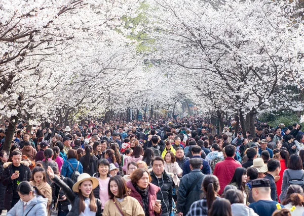 Turistas Apreciam Flores Cerejeira Estrada Frente Templo Jiming Cidade Nanjing — Fotografia de Stock