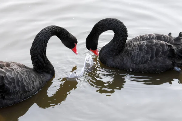 Twee Zwarte Zwanen Bijten Een Plastic Zak Het Water Een — Stockfoto