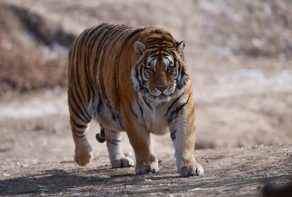 Tigre Siberiano Gordo Retratado Parque Tigre Shenyang Cidade Shenyang Nordeste — Fotografia de Stock