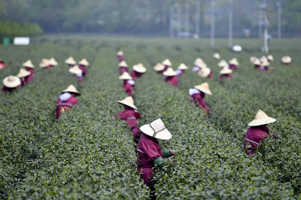Chinese Boeren Oogsten West Lake Longjing Thee Bladeren Produceren Mingqian — Stockfoto