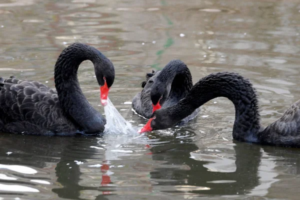 Drie Zwarte Zwanen Bijten Een Plastic Zak Het Water Een — Stockfoto