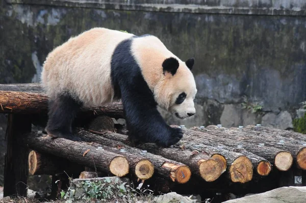 Τέσσερις Έτος Παλαιά Αρσενικό Giant Panda Cheng Jiu Παίζει Στο — Φωτογραφία Αρχείου