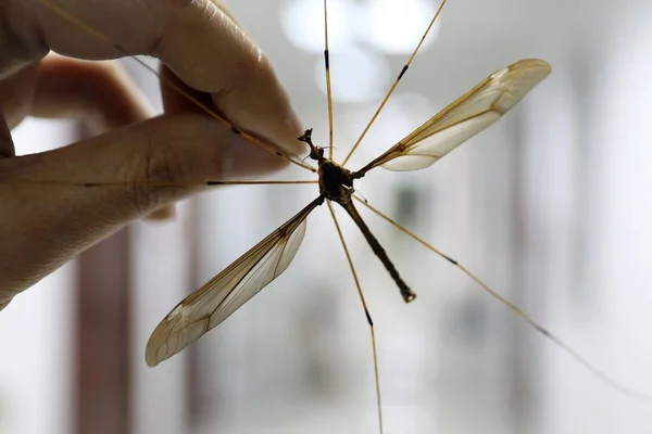 Undated Photo Chinese Entomologist Shows Giant Mosquito Wing Span Centimeters — Stock Photo, Image