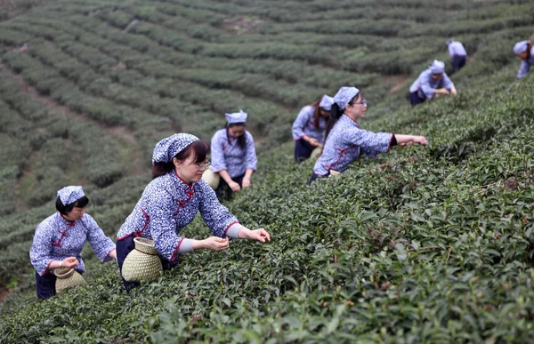 Chinese Meisjes Plukken Lente Theeblaadjes Een Theeplantage Yongchuan District Chongqing — Stockfoto