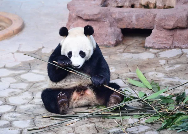 Panda Gigante Que Confirma Que Macho Come Bambú Parque Forestal — Foto de Stock