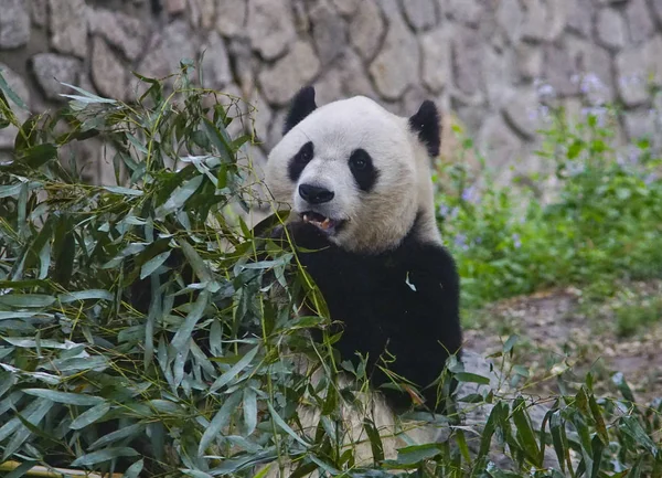 Egy Óriás Panda Eszik Bambuszok Peking Kína Peking Állatkert 2018 — Stock Fotó