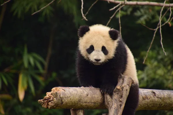 Cub Giant Panda Indeksuje Ostrożnie Belkę Bazie Chiny Ochrony Centrum — Zdjęcie stockowe