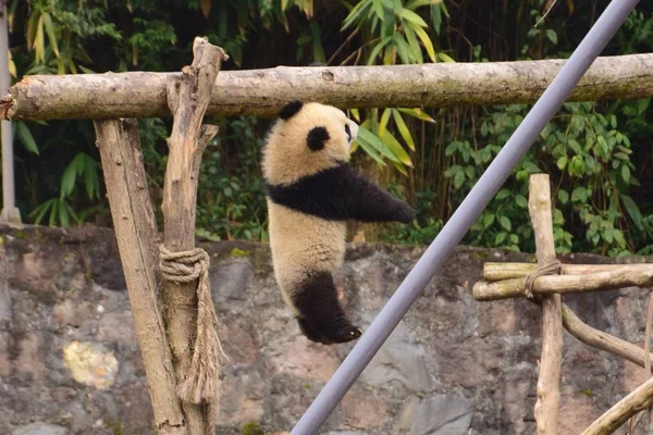 Cub Giant Panda Wstrzymuje Się Powietrzu Belkę Bazie Chiny Ochrony — Zdjęcie stockowe