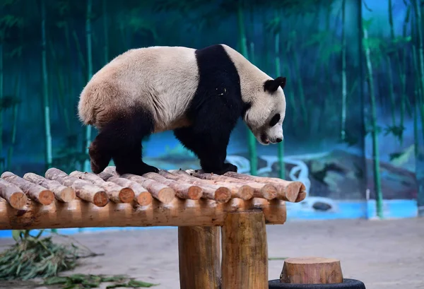 经证实为雄性的大熊猫浦在中国东北辽宁省沈阳市沈阳森林公园玩耍 — 图库照片