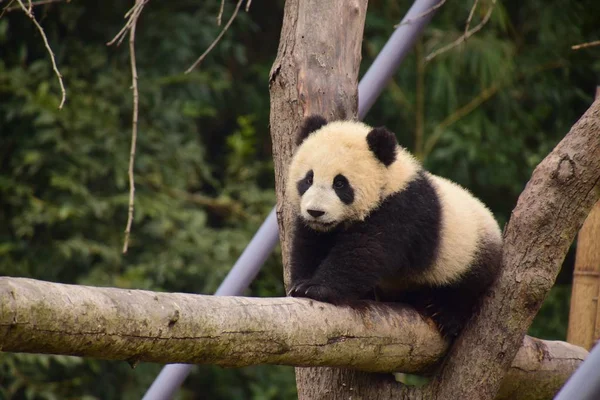 Egy Óriás Panda Cub Térképezi Fel Óvatosan Gerenda Tövénél Kína — Stock Fotó