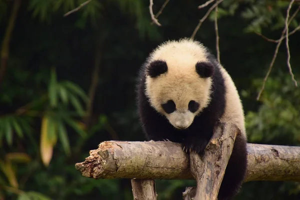 Egy Óriás Panda Cub Térképezi Fel Óvatosan Gerenda Tövénél Kína — Stock Fotó