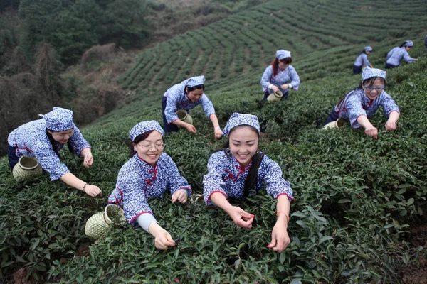 Chinese Girls Pick Spring Tea Leaves Tea Plantation Yongchuan District — Stock Photo, Image