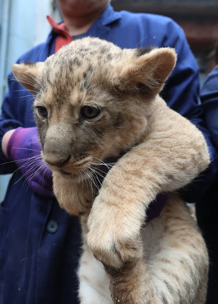 Des Nouveaux Nés Quintuplés Lions Africains Est Photographié Lors Leurs — Photo