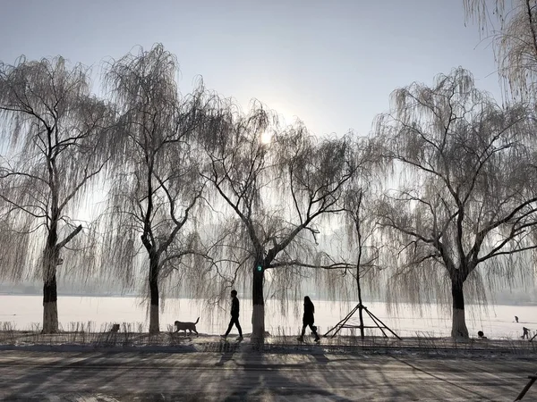 Árvores Cobertas Arroz São Retratadas Longo Rio Congelado Cidade Shenyang — Fotografia de Stock