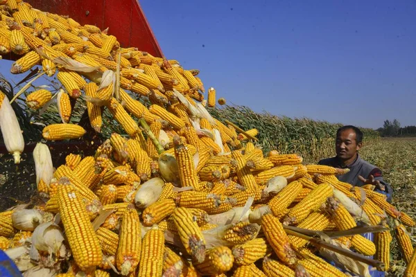 Китайский Фермер Загружает Грузовик Урожаем Кукурузы Поле Городе Ляочэн Провинция — стоковое фото