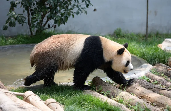 在中国西南贵州省贵阳市钱陵山公园的圈内 出生在西班牙的大熊猫 — 图库照片